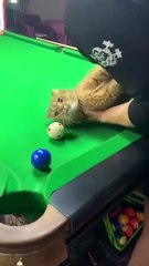 Cat_helper😸#funny_#usa_#funnyanimal_#cat(360p)