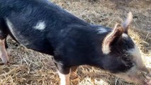 Sweet Piglet’s Mealtime Bliss at Golden Hill Farm, Rosedale!