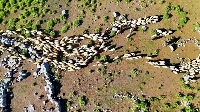 Tunceli yaylalarında zorluklara göğüs gerip doğal yöntemle peynir üretiyorlar