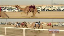 الشوط الأول من ختام سباق الهجن على سيف سمو أمير البلاد المفدى