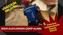 Bıdık Alevlerden Çekip Alındı