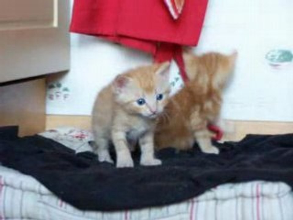 Chats de la Pellerine