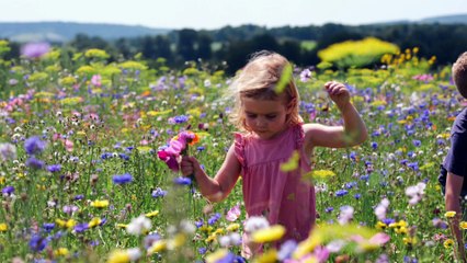 Come get lost at Cowdray Maize Maze