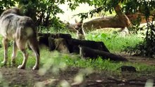 Los lobos aumentan un 58 por ciento en Europa en solo una década