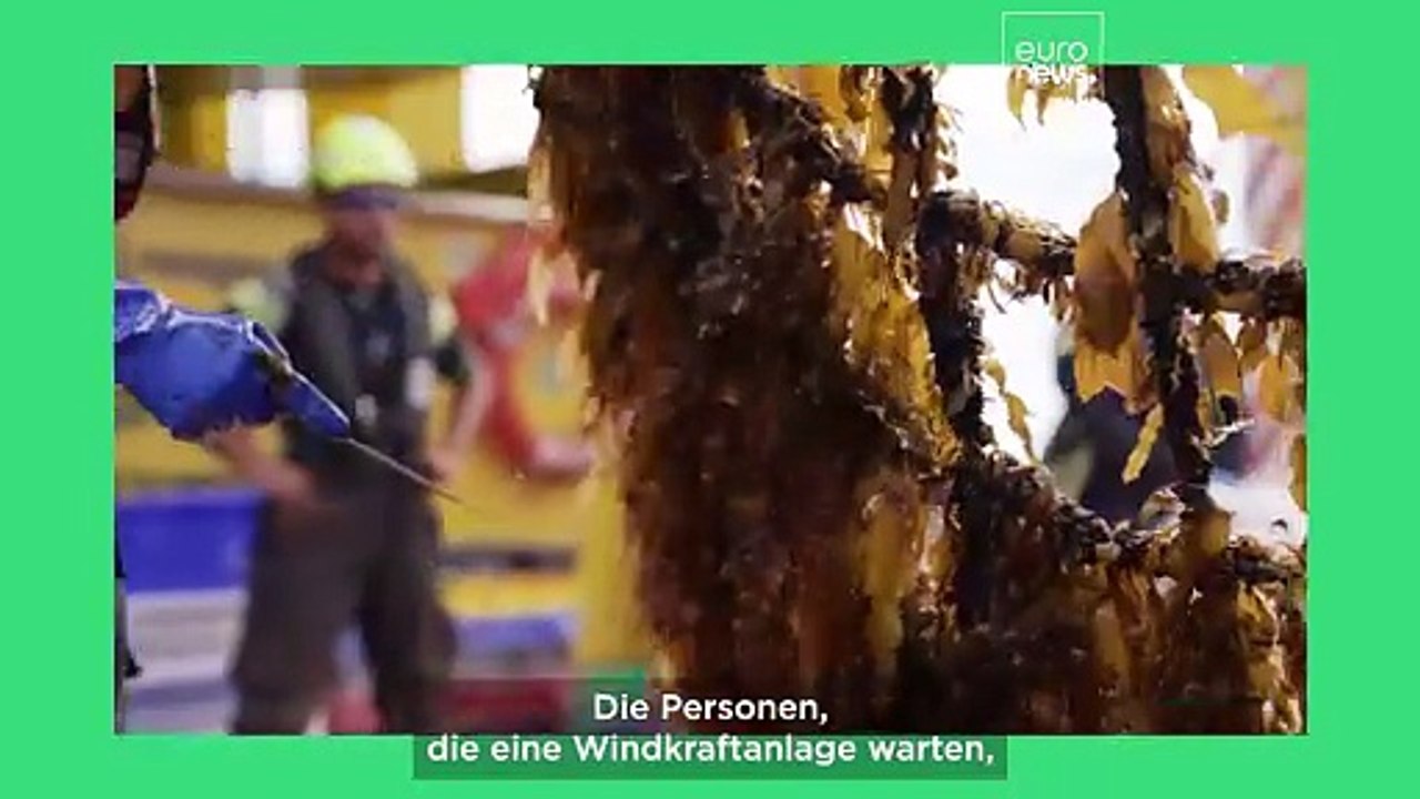 Geteilter Meeresraum: Kann Mehrfachnutzung die Lösung im Wettlauf um Offshore-Flächen sein?