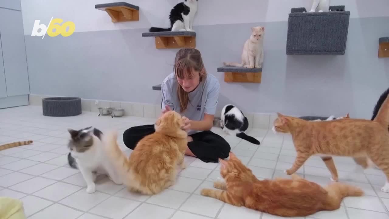 An Amazing Story of an Animal Enthusiast Giving 100% of Clothing Sales to Charity