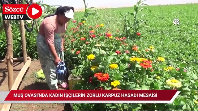 Muş Ovası'nda kadın işçilerin zorlu karpuz hasadı mesaisi