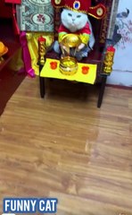 vidéos drôles..chats drôles..collection de vidéos drôles,#droles #funny