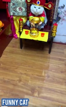 vidéos drôles..chats drôles..collection de vidéos drôles,#droles #funny