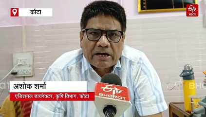 हाड़ौती में किसानों पर दोहरी मार! पहले कम बुवाई हुई, अब बारिश से 15 फीसदी फसल खराब