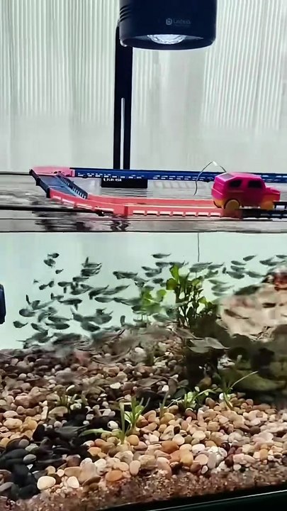 Promener ses poissons