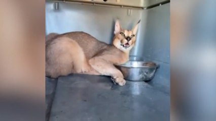 Rescatan a un caracal que tenía en jaque a los habitantes de Jerez de la Frontera, Cádiz
