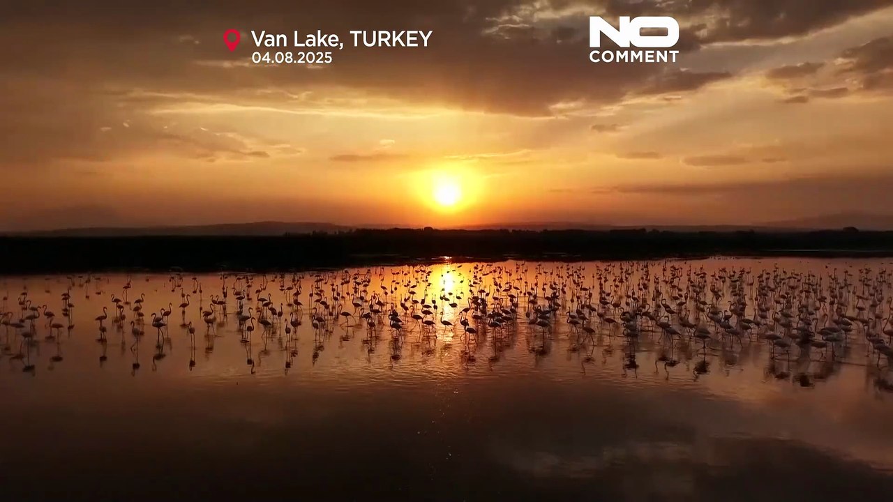 Flamingos kehren während der Zugzeit zum Vansee zurück