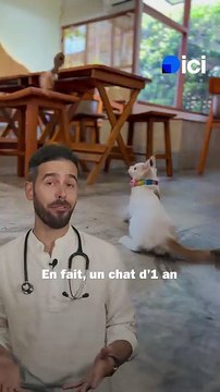 Âge des chats : comment calculer leur équivalent humain