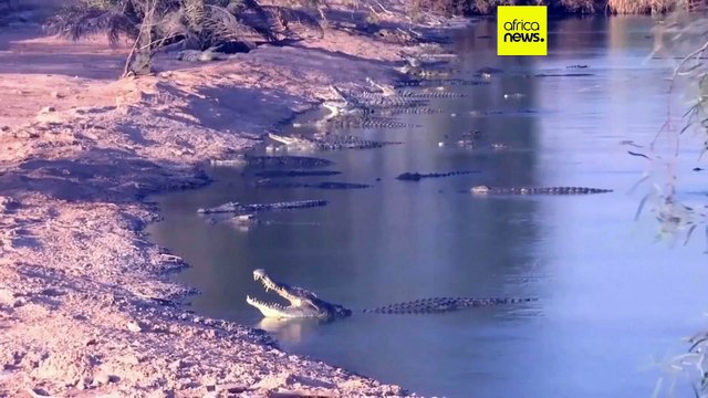 Israel culls hundreds of protected crocodiles on settlement farm in occupied West Bank