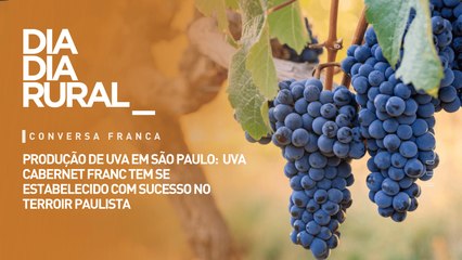 Produção de uva em São Paulo:  uva cabernet franc tem se estabelecido com sucesso no terroir paulista