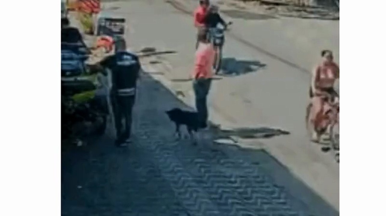 VIDEO: “Dudu” el perro callejero que se convirtió en héroe al frustrar un asalto armado