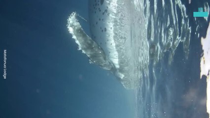 Humpback Whale Freed From Sea Floor in Dramatic Ocean Rescue