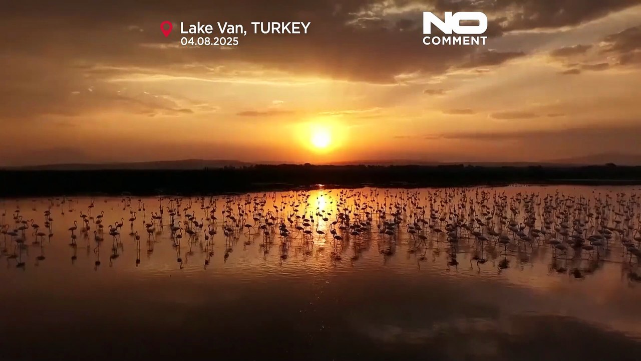 Flamingos return to Lake Van during seasonal migration