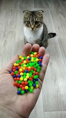 ❤🐱 Cat Satisfying Video ASMR #reverse #marblerunandmore #asmr #satisfyingvideo