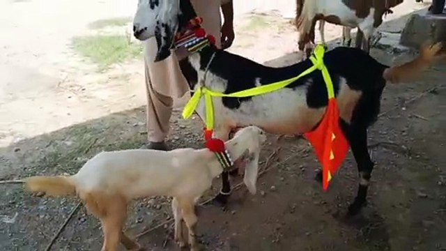 Cross-Breed Goat/Beetal Goat/Rajanpuri Ablak Bakri/Milk goat/Pure White Goat/Healthy Goat/Cute Goat