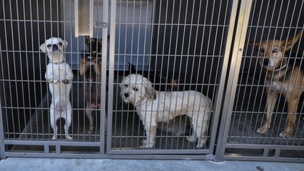 Mascotas terminan en refugios de Los Ángeles tras redadas de ICE