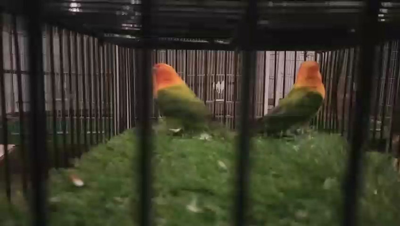 green lovebirds
