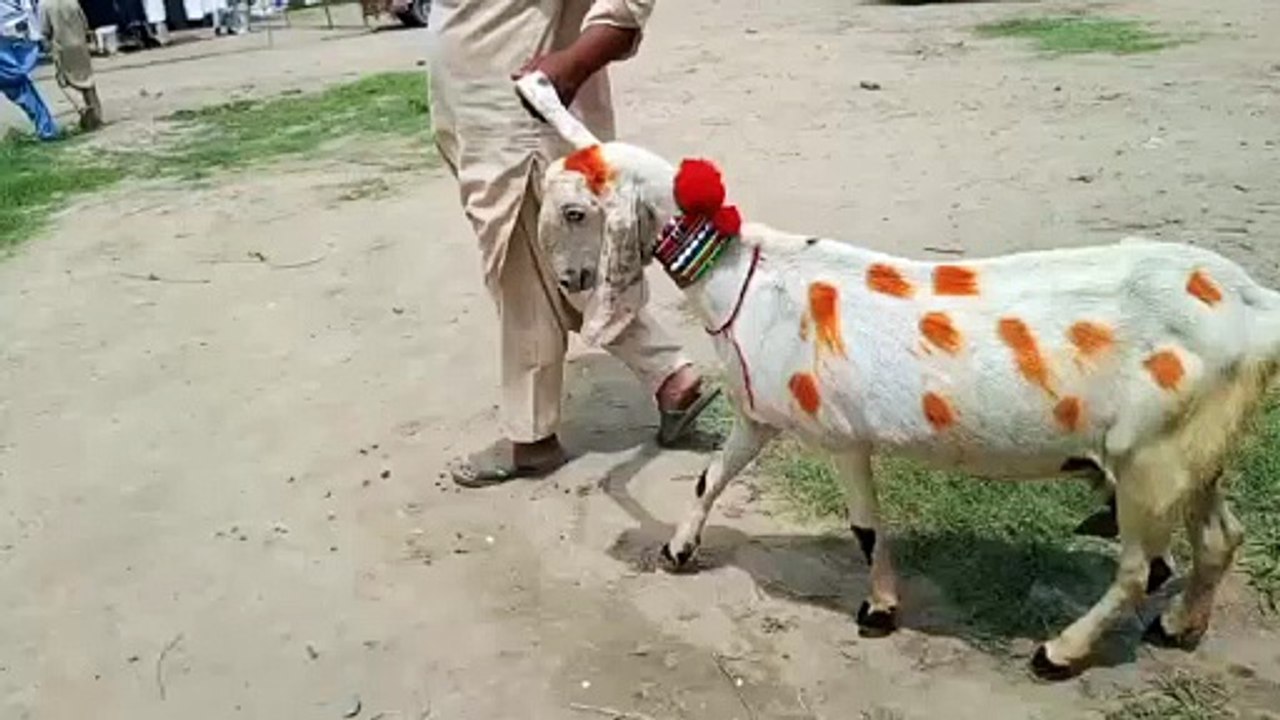 Cross Breed Goats/Beetal Goats/Ablak Print Goats/Healthy Goats/Pure Breed Goats/Young Goats/Cute