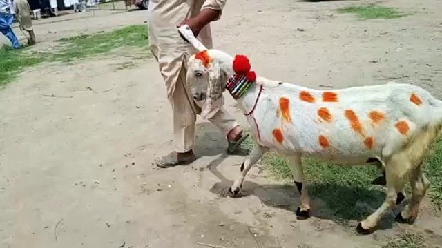 Cross Breed Goats/Beetal Goats/Ablak Print Goats/Healthy Goats/Pure Breed Goats/Young Goats/Cute