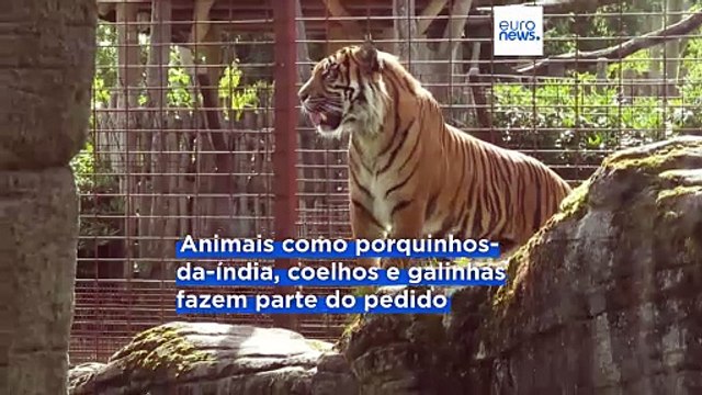 Jardim zoológico dinamarquês pede doações de alguns animais de estimação para alimentar os seus predadores