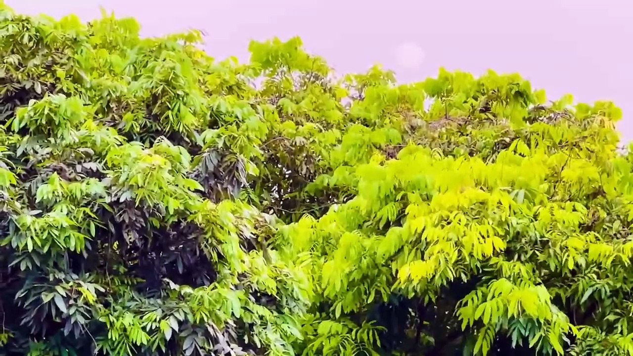 Ambient music - Sức mạnh chữa lành từ Thiên Nhiên _Bản hòa tấu nắng chiều_