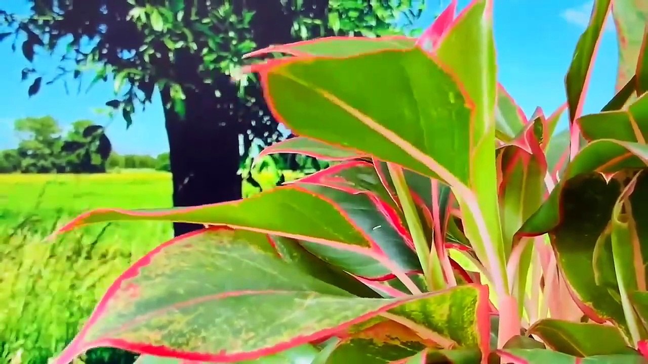 Ambient music - Sức mạnh chữa lành từ thiên nhiên _Hè ngọt ngào xao xuyến ánh hoàng hôn_