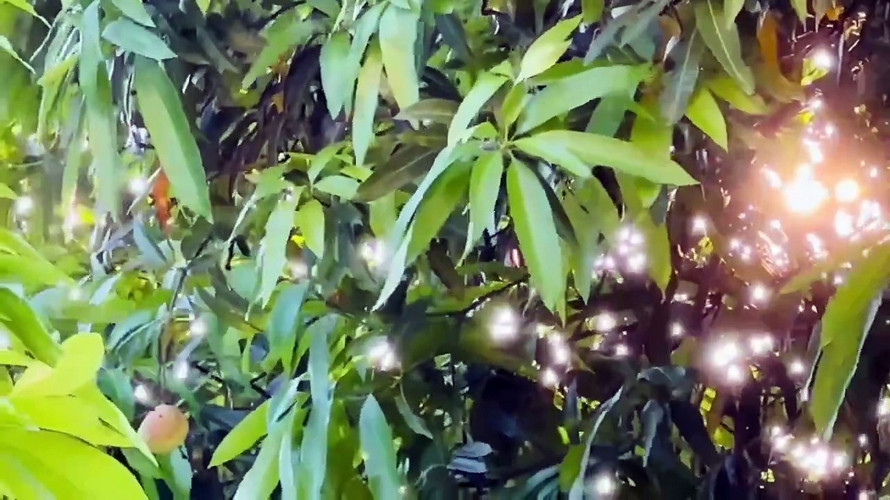 Ambient music - Sức mạnh chữa lành từ Thiên Nhiên _Ánh chiều tà_