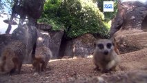 Duńskie zoo prosi ludzi o przekazywanie małych zwierząt do karmienia drapieżników