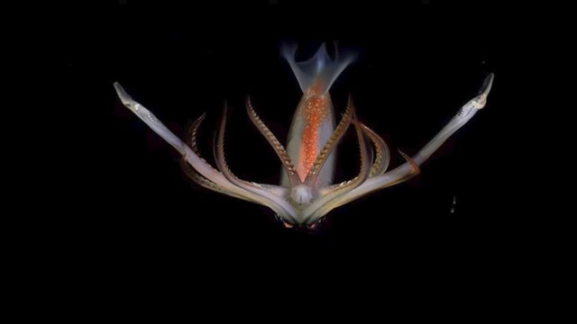 Cette exploration sous-marine diffusée en direct fascine des millions d'Argentins