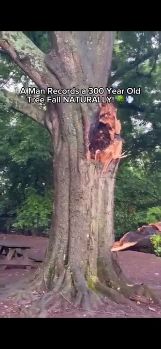 A 300yo Tree Naturally Falls From Rot