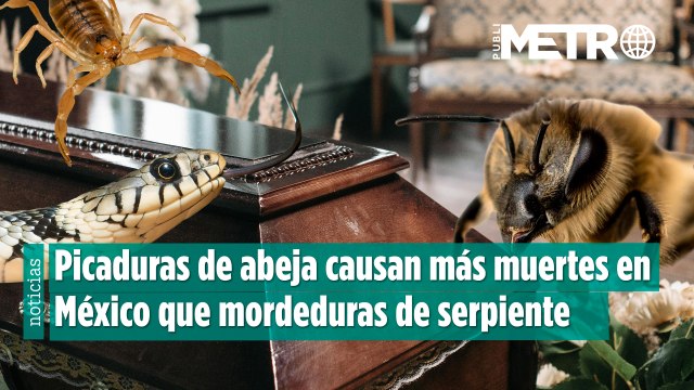 Picaduras de abeja causan más muertes en México que mordeduras de serpiente y alacranes