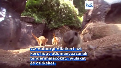 Dán Állatkert Kérés: Segítsenek Kisállatok Adományozásával a Ragadozók Etetéséhez 🦁