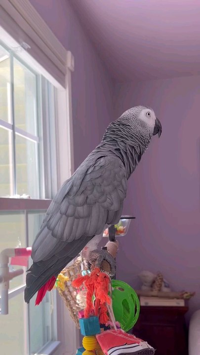 parrot 🤣🤣🤣🤣