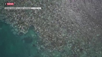Australie : la Grande Barrière de corail en alerte