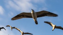 The Ultimate Flight: How Birds Defy Gravity