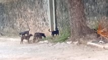 ‘Gangue de cães’ tocam o terror no Rio Vermelho