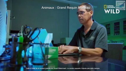 Animaux : Grand Requin Marteau
