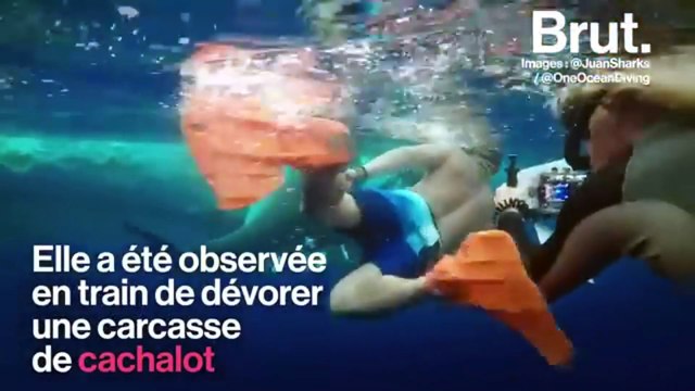 Animaux : Grand Requin Blanc (Zapping sauvage du Grand Requin Blanc)