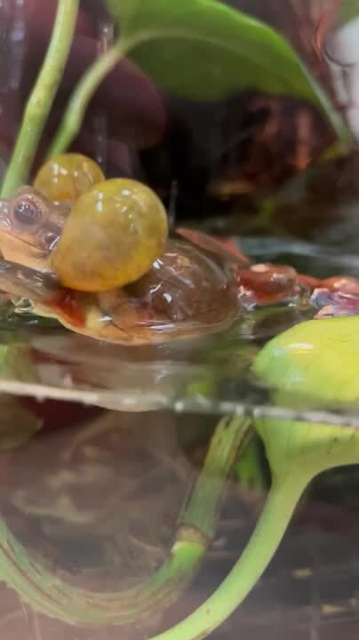Frog Makes Weird Noise as Mating Call