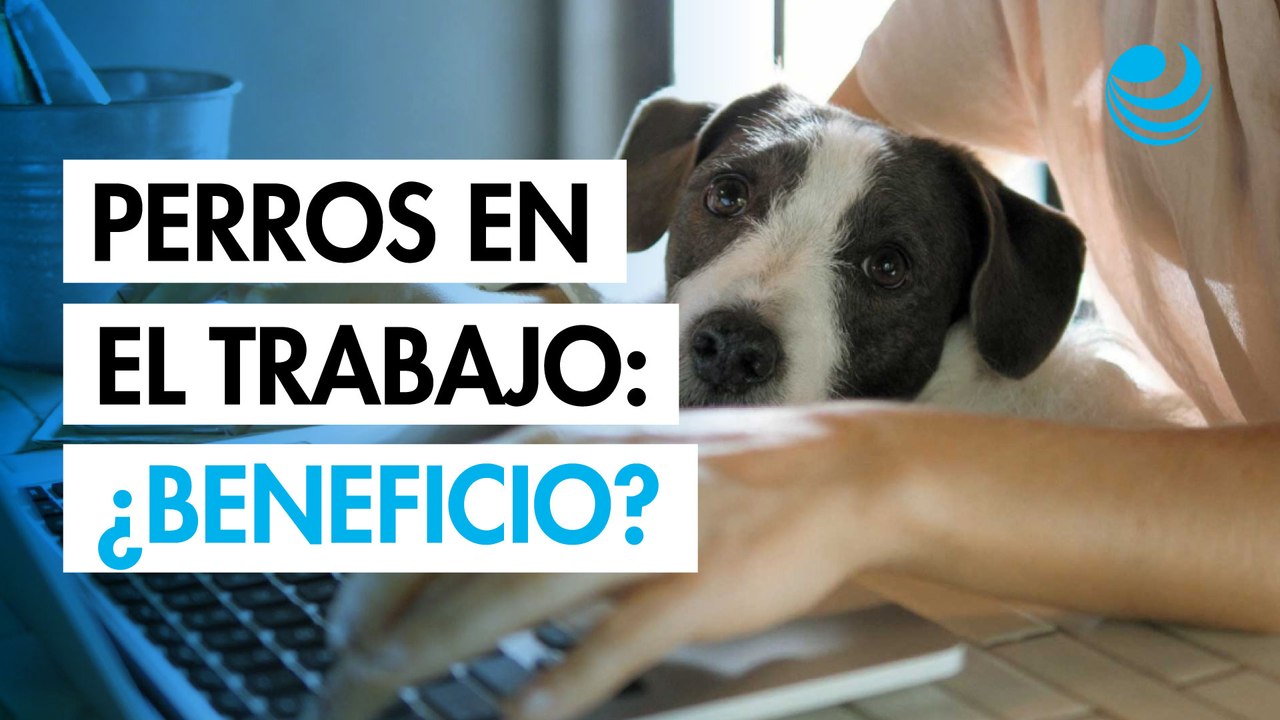¿Mascotas en la oficina? Estas son sus ventajas según expertos
