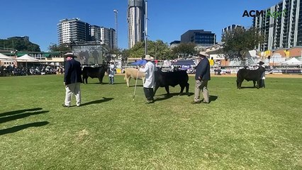 Ekka 2025: Anthony O’Dwyer Wins Grand Champion Steer 🥇