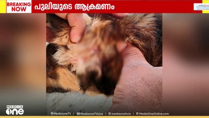 അതിരപ്പിള്ളി വെറ്റിലപ്പാറയിൽ പുലിയുടെ ആക്രമണത്തിൽ നായക്ക് പരിക്കേറ്റു