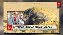 Lluvias anticipan llegada de tortugas marinas a playas de Michoacán