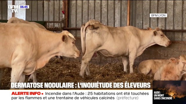 L'inquiétude des éleveurs de bovins face à la contagion de dermatose nodulaire